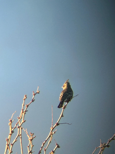 Phainopepla