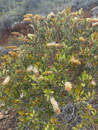 Grevillea exul observed 2026-10-25