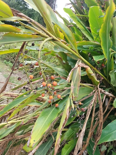 Alpinia zerumbet observed 2026-10-25