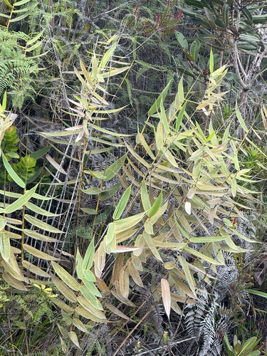 Greslania circinata observed 2026-10-25