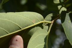 Terminalia chebula