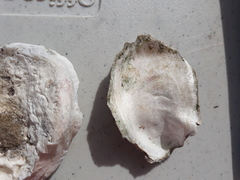 Crassostrea virginica