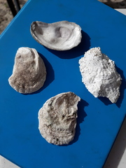 Crassostrea virginica
