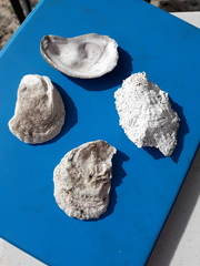 Crassostrea virginica