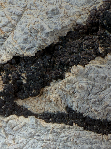Earthscale Lichens