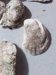 Crassostrea virginica