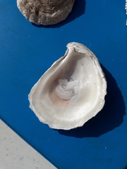 Crassostrea virginica