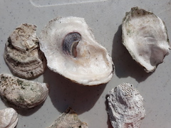 Crassostrea virginica