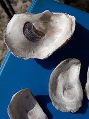 Crassostrea virginica