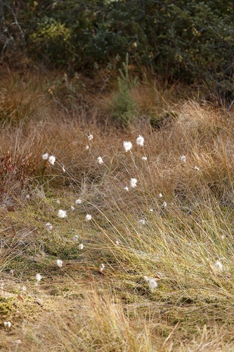 Eriophorum gracile observed 2026-10-24