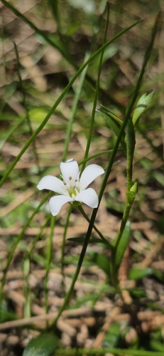 Samolus repens observed 2026-10-25