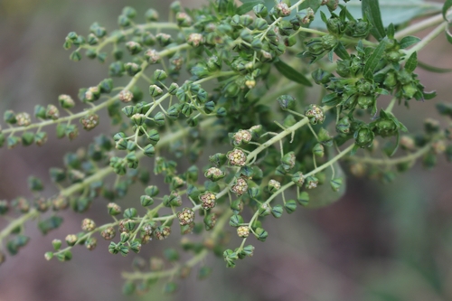 slimleaf bursage