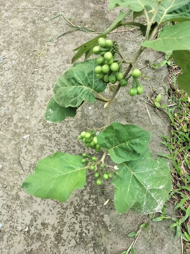Solanum torvum observed 2026-10-25