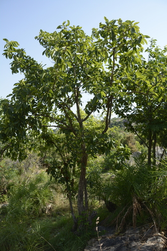 Image of Terminalia chebula by (c) Siddarth Machado, some rights reserved (CC BY)