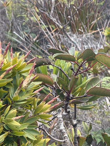 Cunonia macrophylla observed 2026-10-25