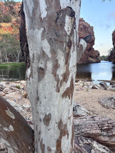 Eucalyptus camaldulensis observed 2026-10-25