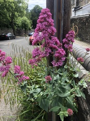 Centranthus ruber