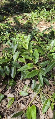 Parsonsia straminea observed 2026-10-25