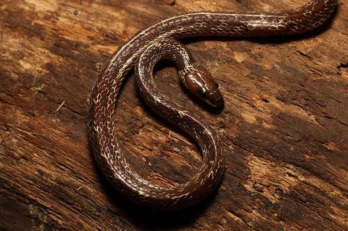 Lycodon capucinus observed 2026-10-23