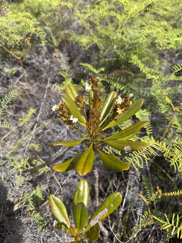 Scaevola beckii observed 2026-10-25