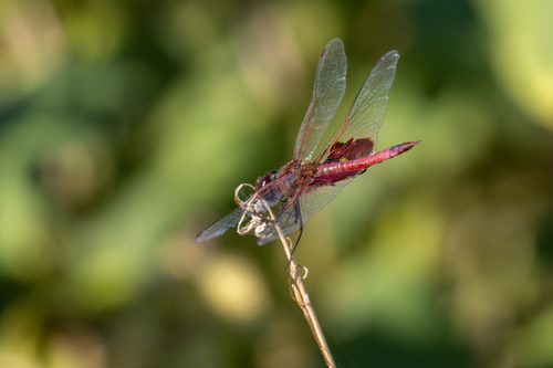 Red Saddlebags