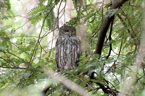 Ninox connivens, 2026-10-25