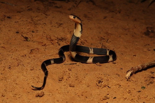 Naja sumatrana observed 2026-10-24
