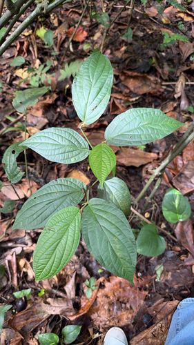 Piper aduncum observed 2026-10-16
