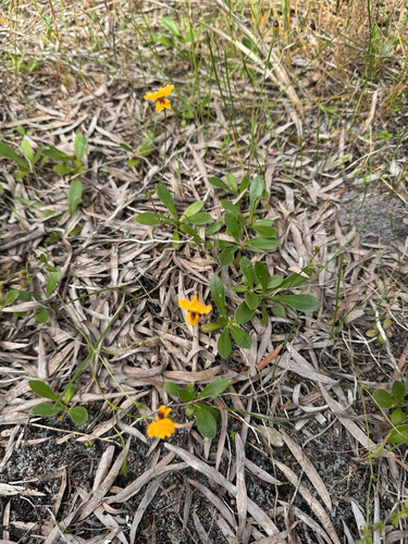 Goodenia trinervis, 2026-10-25