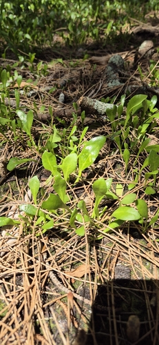 Goodenia radicans observed 2026-10-25
