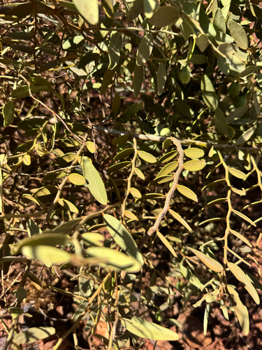 Capparis lasiantha observed 2026-10-25