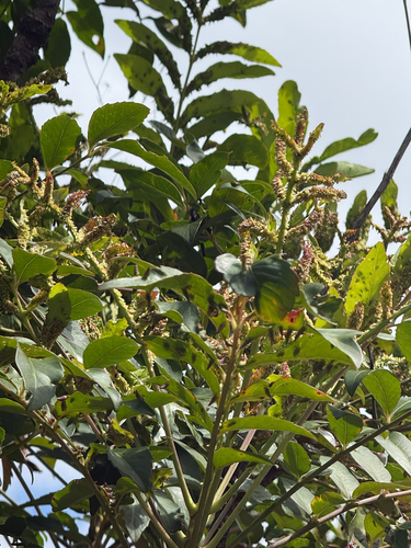 Myodocarpus fraxinifolius observed 2026-10-25