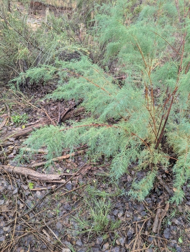 Five-stamen Tamarisk