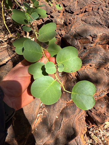 Capparis spinosa observed 2026-10-25