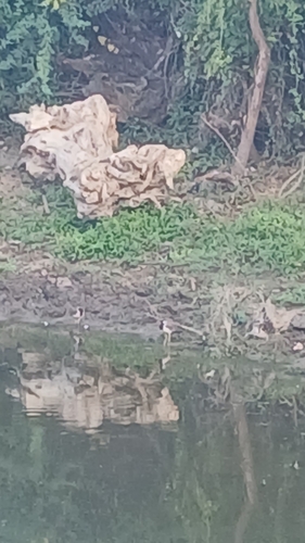 Vanellus indicus observed 2026-10-25