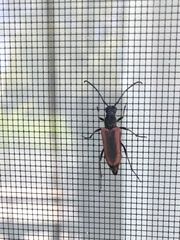 Anastrangalia dubia