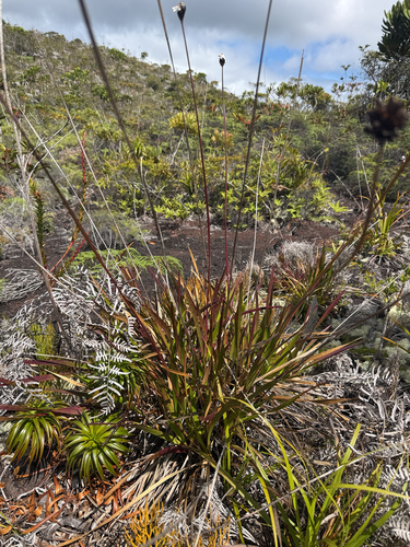 Xyris neocaledonica observed 2026-10-25