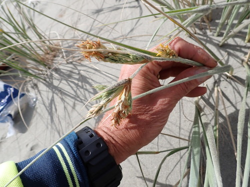 Spinifex sericeus observed 2026-10-25