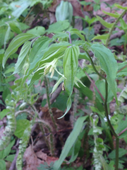 Prosartes lanuginosa