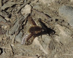 Bombylius medius
