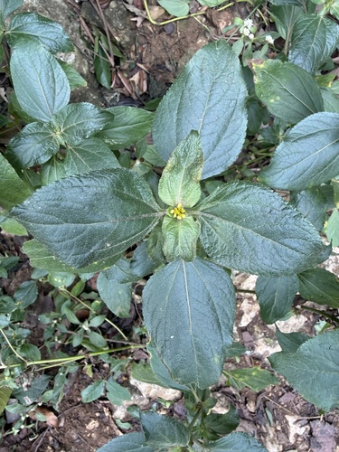 Synedrella nodiflora observed 2026-10-25