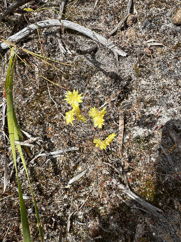 Rhodanthe citrina observed 2026-10-25