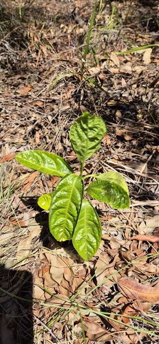 Passiflora edulis observed 2026-10-25