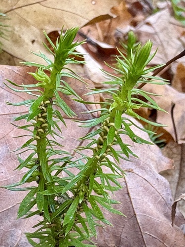 Huperzia lucidula observed 2026-10-24