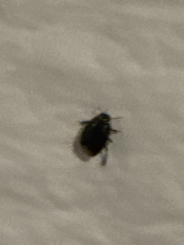 Two-lined Burrowing Bug