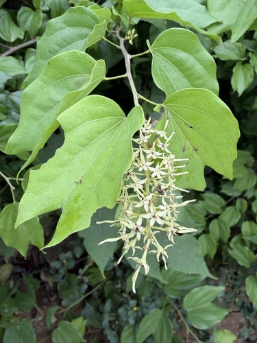 Lasiobema observed 2026-10-25