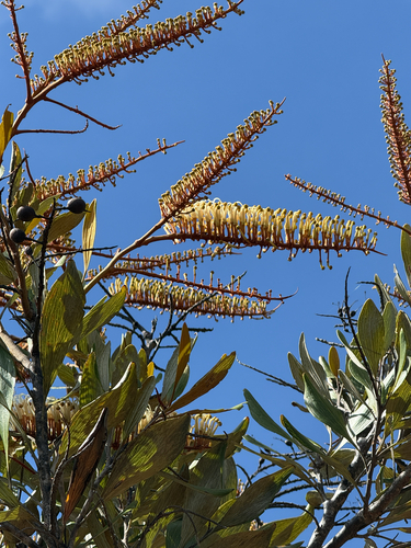 Grevillea exul observed 2026-10-25