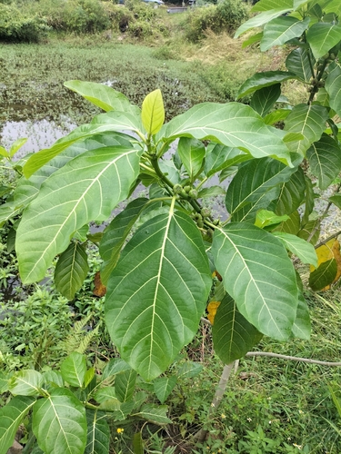 Ficus septica observed 2026-10-25
