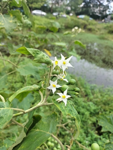 Solanum torvum observed 2026-10-25