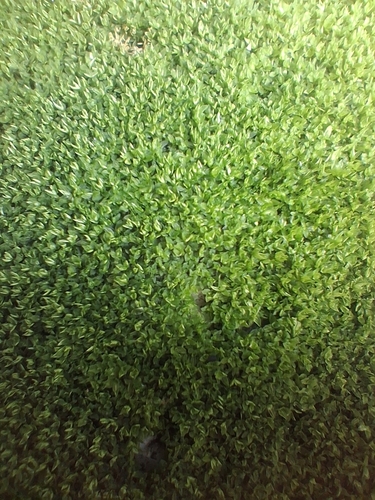 Hyophila involuta observed 2026-10-22